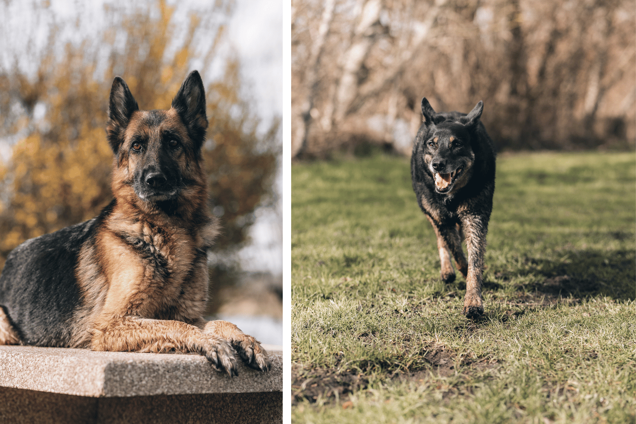 2 chiens dans l'herbe