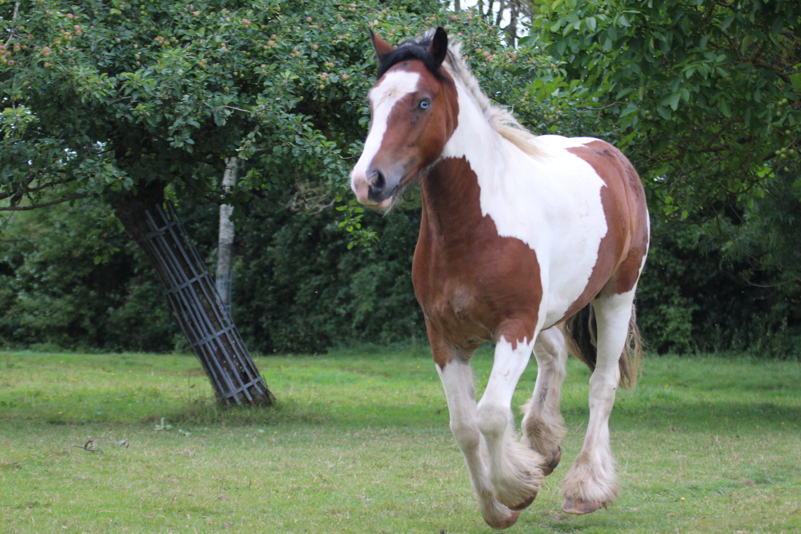 cheval qui court dans l'herbe