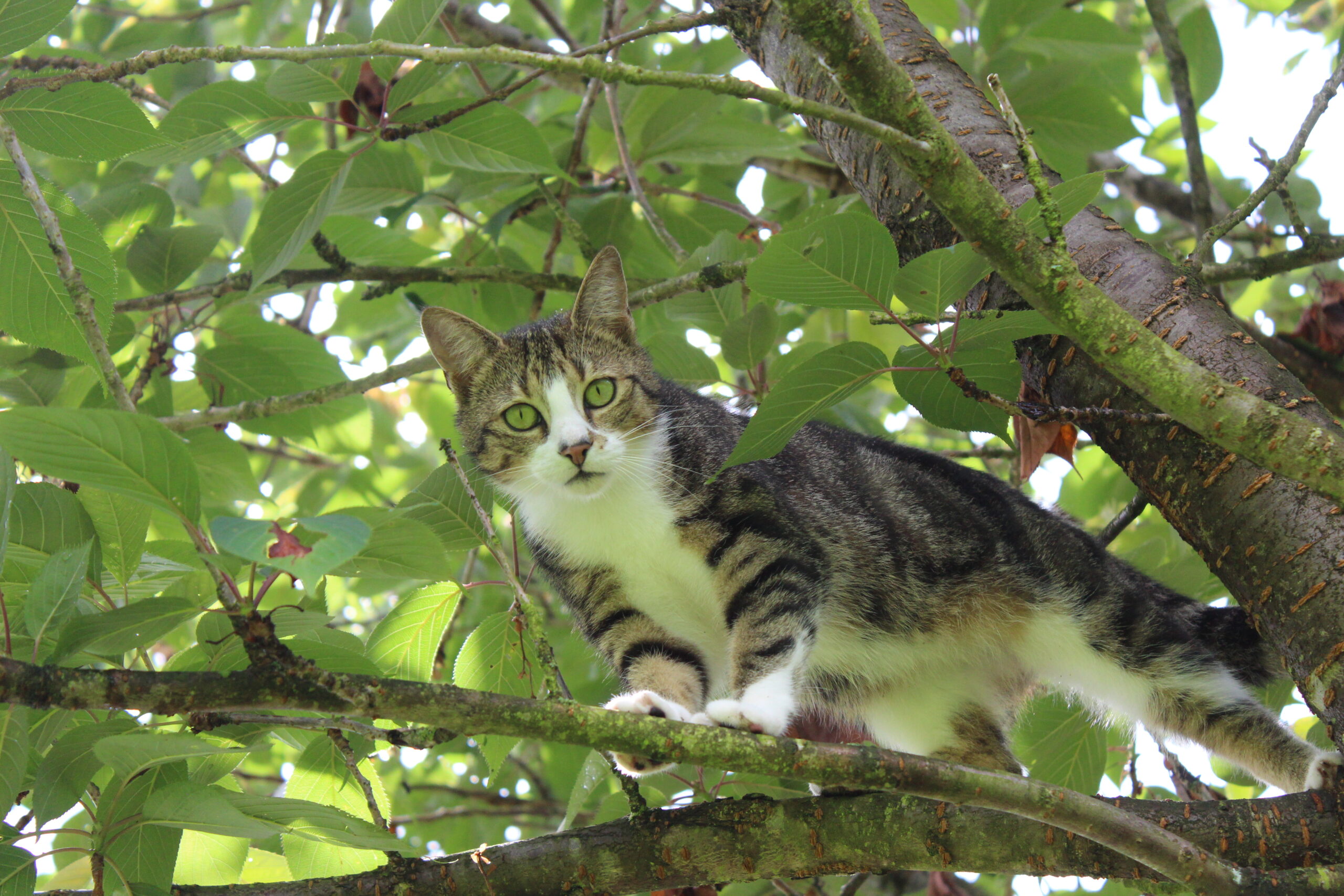 chat perché dans un arbre